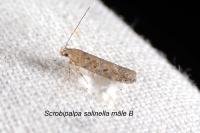 Scrobipalpa salinella