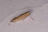 Epidola nuraghella
