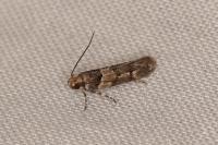 Alloclita recisella
