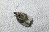 Apotomis betuletana