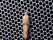 Epinotia