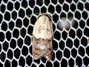 Acleris variegana