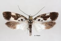Ethmia quadrillella