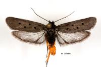 Ethmia aurifluella