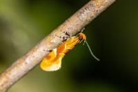 Epicallima formosella
