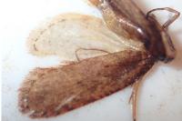 Agonopterix ciliella