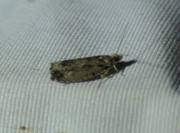 Zeiraphera isertana