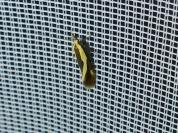 Harpella forficella