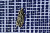 Zeiraphera isertana