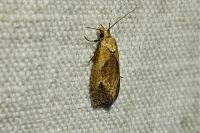 Phtheochroa inopiana