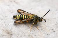Bembecia ichneumoniformis
