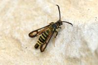 Bembecia ichneumoniformis