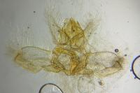 Acleris sparsana