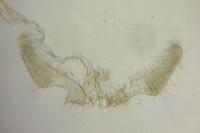 Ancylis obtusana