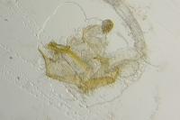 Coleophora glaucicolella