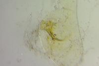 Coleophora currucipennella