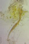 Coleophora currucipennella