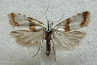 Phtheochroa purana