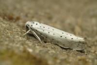 Yponomeuta rorrella