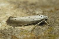 Yponomeuta rorrella