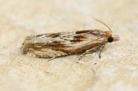 Eucosma cana