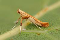 Caloptilia hemidactylella