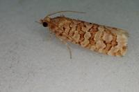Lozotaeniodes formosana