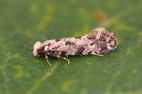 Nemapogon agenjoi