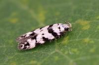Pseudotelphusa scalella
