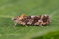 Eudemis profundana
