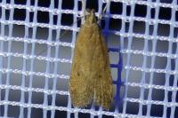 Helcystogramma lutatella
