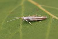 Coleophora conspicuella