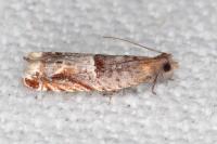 Ancylis sparulana