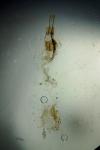 Coleophora alcyonipennella