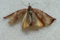 Archips podana
