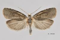 Epiblema grandaevana