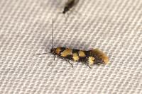Decantha borkhausenii