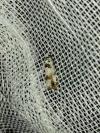 Eucosma campoliliana