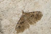 Alucita hexadactyla