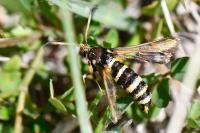 Bembecia ichneumoniformis