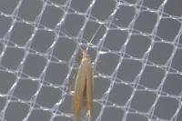 Coleophora