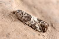 Spilonota laricana