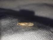 Eucosma