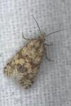 Aethes williana/margarotana