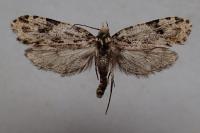 Montescardia tessulatella