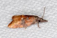 Platynota stultana
