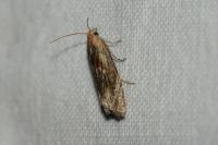 Eucosma
