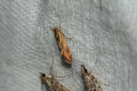 Metalampra italica