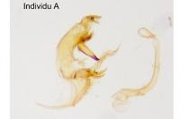 Bryotropha pallorella