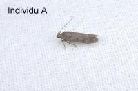 Bryotropha pallorella